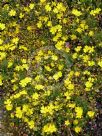 Hibbertia Sun Drops