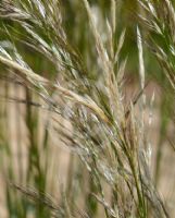 Austrostipa mollis