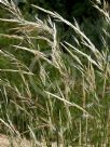 Austrostipa mollis