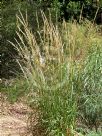 Austrostipa mollis