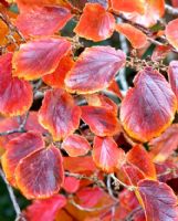 Hamamelis intermedia Ruby Glow