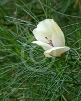 Alyogyne hakeifolia Elle Maree