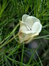 Alyogyne hakeifolia Elle Maree
