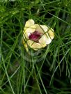 Alyogyne hakeifolia Elle Maree