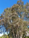 Melaleuca quinquenervia red flowered form