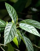 Abrophyllum ornans