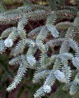 Abies pinsapo Glauca