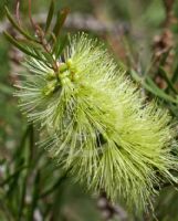 Callistemon pachyphyllus Green