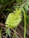 Callistemon pachyphyllus Green