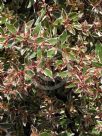 Abelia grandiflora Sunrise