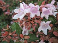 Abelia grandiflora