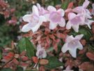 Abelia grandiflora