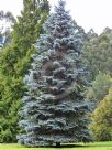 Abies concolor