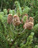 Abies koreana