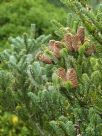 Abies koreana