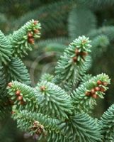 Abies pinsapo