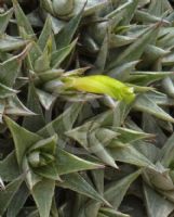 Deuterocohnia brevifolia