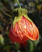 Abutilon hybridum