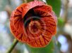 Abutilon hybridum