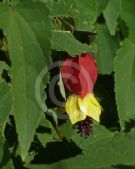 Abutilon megapotamicum