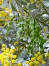 Acacia argyrophylla