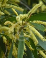 Acacia aulacocarpa