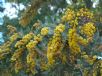 Acacia baileyana Purpurea