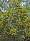 Acacia baileyana