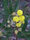 Acacia beckleri