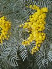 Acacia blayana