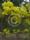 Acacia boormanii