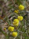 Acacia brownii