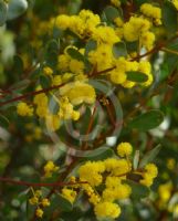 Acacia buxifolia