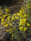 Acacia buxifolia