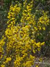 Acacia buxifolia