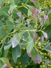 Acacia caerulescens