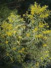 Acacia caesiella