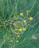 Acacia calamifolia