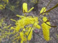 Acacia caroleae