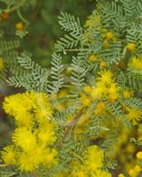 Acacia chinchillensis