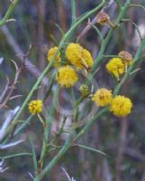 Acacia continua