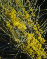 Acacia curranii