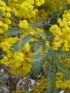 Acacia debilis