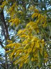 Acacia blakei