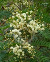 Acacia elata