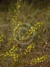 Acacia elongata