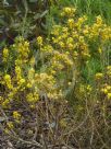 Acacia enterocarpa