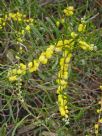 Acacia farinosa