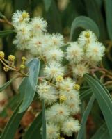 Acacia fasciculifera