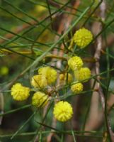 Acacia filifolia